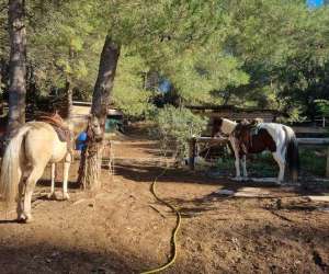 photo Les chevaux du bessillon - randonnes - pensions Carces 16561