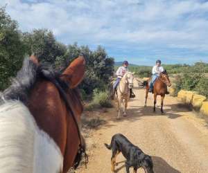 photo Les chevaux du bessillon - randonnes - pensions Carces 16563