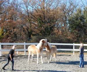 photo Association maitchka ecole de voltige equestre Pertuis 8965