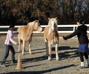 photo Association maitchka ecole de voltige equestre Pertuis 8966