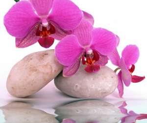 photo Orchida - vital body spa - espace bien-etre Nice 6119