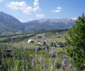 photo Gite alpes de haute provence toge Thoard 7086