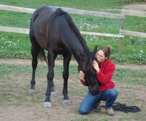 Cheval Enjeu Cheval Enjeu