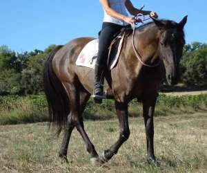 photo Cheval enjeu Vaugines 6593
