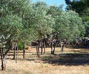photo Chambres d'hotes domaine de la garrigue Tavernes 6812