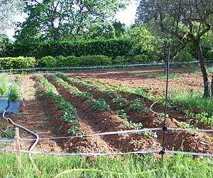 photo Chambres d'hotes domaine de la garrigue Tavernes 6813