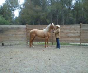 photo Open ranch les crinieres de la cote bleue Sausset Les Pins 9561