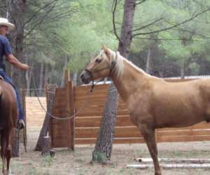 Open Ranch Les Crinieres De La Cote Bleue