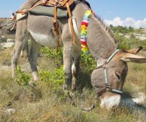 Les Anes De Forcalquier