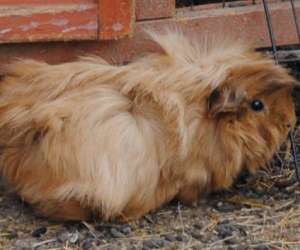photo Fan des animaux Le Castellet 9659