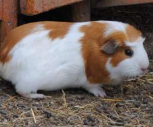 photo Fan des animaux Le Castellet 9660