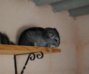 photo Fan des animaux Le Castellet 9663