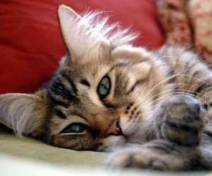 photo Oscar et cleo - animalerie Apt 10200