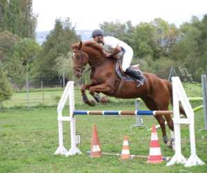 photo Les ecuries du regain Senas 10285