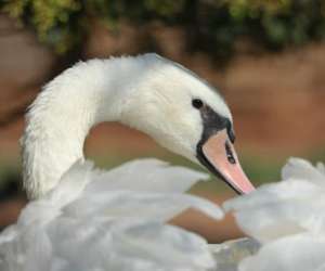 photo Conservatoire varois des animaux Le Cannet Des Maures 10558