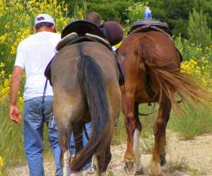 photo Randonnee  cheval le petit roman Maussanne Les Alpilles 10700