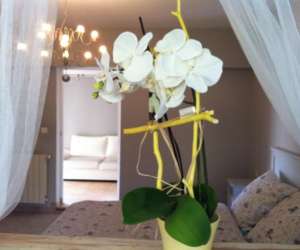 photo Le spa de beaut - centre de bien etre  Vedene 13758