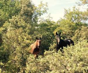 Terres Et Chevaux