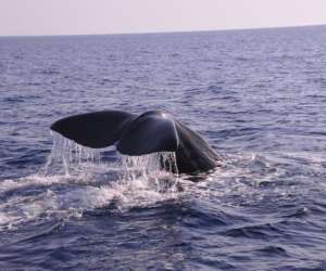 photo Observation baleines-dauphins Beaulieu Sur Mer 15474