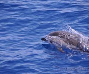 photo Observation baleines-dauphins Beaulieu Sur Mer 15475
