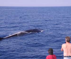 photo Observation baleines-dauphins Beaulieu Sur Mer 15477