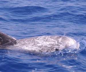 photo Observation baleines-dauphins Beaulieu Sur Mer 15478