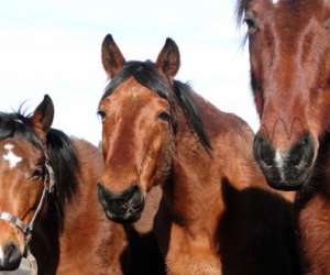 photo Caval'ferme St Jean St Maurice Sur Lo 3837