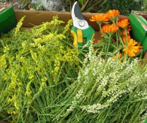 photo Plant'essence Beauchastel 3967