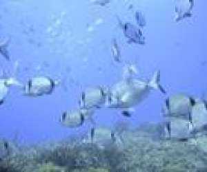 photo Scuba gone La Verpilliere 4128
