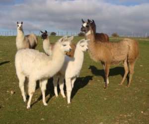 Lamas Des Plaines