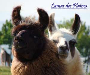 photo Lamas des plaines Chateauneuf De Galaure 7234