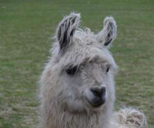 photo Lamas des plaines Chateauneuf De Galaure 9094