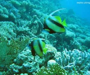 photo Sepiou plongee Charnoz Sur Ain 5116