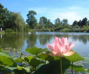 photo Les jardins aquatiques et son muse St Didier Sur Chalaronne 10979