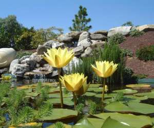 photo Les jardins aquatiques et son muse St Didier Sur Chalaronne 10982