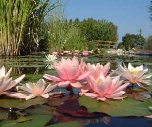 photo Les jardins aquatiques et son muse St Didier Sur Chalaronne 10983