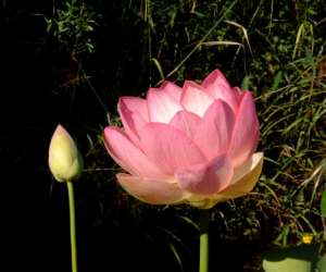 photo Les jardins aquatiques et son muse St Didier Sur Chalaronne 10984