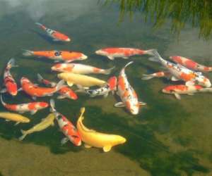 photo Les jardins aquatiques et son muse St Didier Sur Chalaronne 10985
