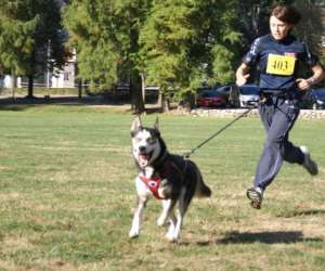 Club Chiens De Traineau - Nord Isere - Section Ardechoi