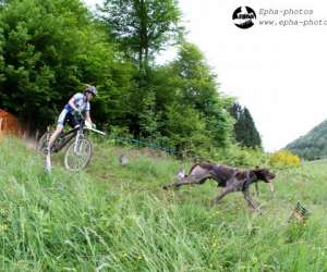 photo Club chiens de traineau - nord isere - section ardechoise ctni Privas 6659