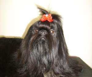 photo Quand les chiens s'en melent Les Abrets 5777
