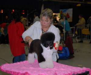 Salon De Toilettage  Au Bonheur Canin