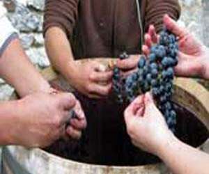 Organic Wine Tours