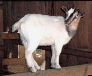 photo Les courtes pattes, ferme co-pdagogique nomade Chevrier 10607
