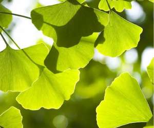 photo  atelier dducation corporelle centre ginkgo Roanne 14174