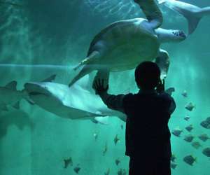 Aquarium De Lyon