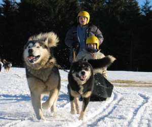 Parc Du Chien Nordique