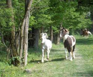 Poney Club Touvabien