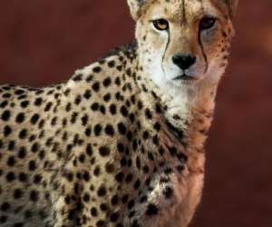 photo Zoo de bordeaux-pessac Pessac 10255