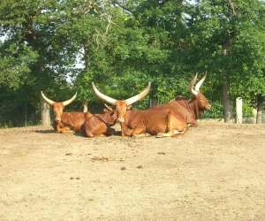 photo Zoo de bordeaux-pessac Pessac 2364